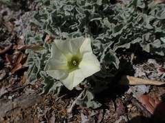 Calystegia collina oxyphylla