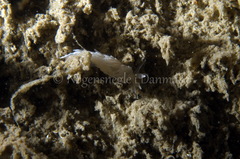 Favorinus blianus