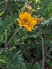 Balsamorhiza macrolepis