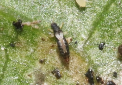 Heliothrips haemorrhoidalis