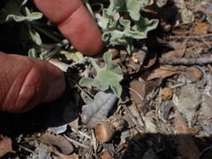 Calystegia collina oxyphylla