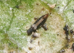 Heliothrips haemorrhoidalis