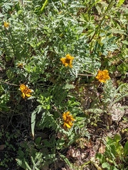 Balsamorhiza macrolepis