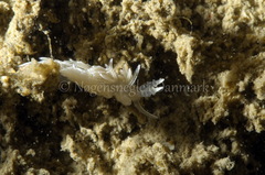 Favorinus blianus