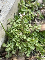 Cardamine hirsuta