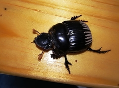 Dichotomius colonicus