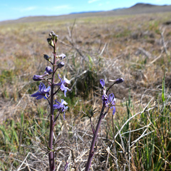 Delphinium recurvatum