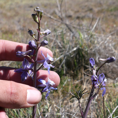 Delphinium recurvatum