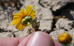 Leptosyne calliopsidea