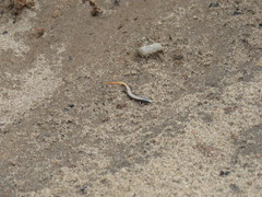 Psilophthalmus photo 2