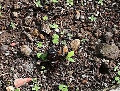 Dichotomius colonicus