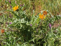 Balsamorhiza macrolepis