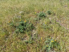 Balsamorhiza macrolepis