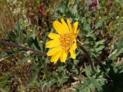 Balsamorhiza macrolepis