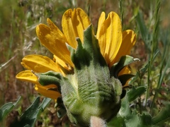 Balsamorhiza macrolepis