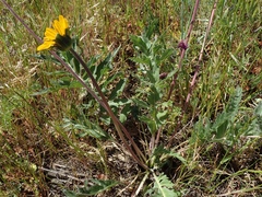 Balsamorhiza macrolepis