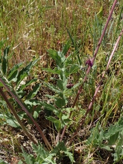 Balsamorhiza macrolepis