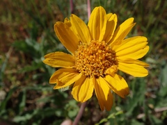 Balsamorhiza macrolepis