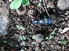 Dichotomius colonicus