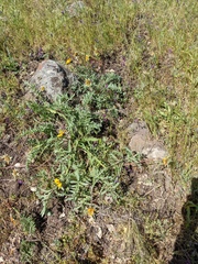 Balsamorhiza macrolepis