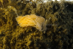 Favorinus blianus