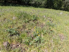 Balsamorhiza macrolepis