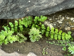 Asplenium vespertinum