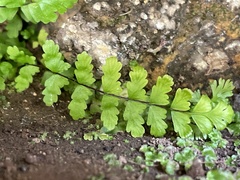 Asplenium vespertinum