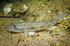Acentrogobius viridipunctatus