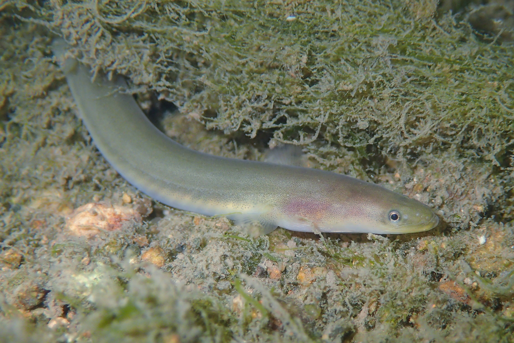 Enguiazinha (Pangio anguillaris) - Ficha Técnica - MyAquarium