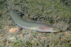 Anguilla japonica