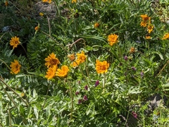 Balsamorhiza macrolepis