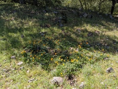 Balsamorhiza macrolepis