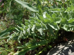 Balsamorhiza macrolepis