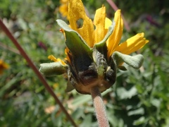Balsamorhiza macrolepis