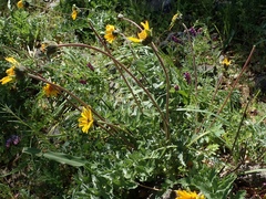 Balsamorhiza macrolepis