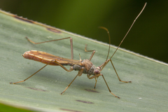 Phaenacantha bicolor