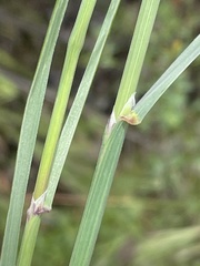 Melica frutescens