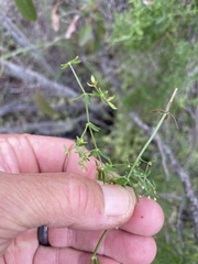 Galium porrigens porrigens