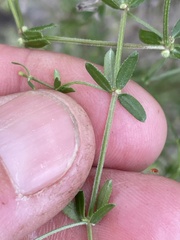 Galium porrigens porrigens