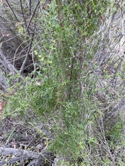 Galium porrigens porrigens