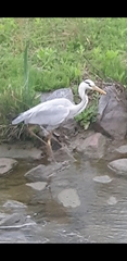 Ardea cinerea