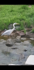 Ardea cinerea