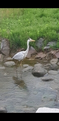 Ardea cinerea