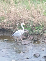 Ardea cinerea
