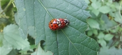 Harmonia axyridis