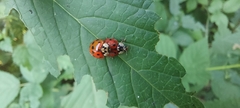 Harmonia axyridis