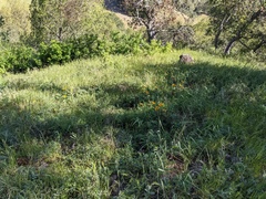 Balsamorhiza macrolepis