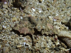 Cryptopodia laevimana