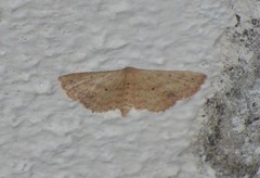 Scopula aemulata